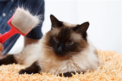 Why Is My Cat Shedding Everywhere? | CatSmart Singapore