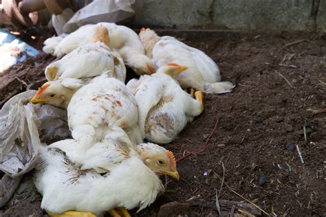 Bird flu: 500 chickens culled in Paradip - Pragativadi: Leading Odia Dailly