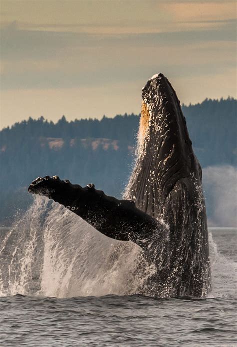 Maya's Legacy Whale Watching - Friday Harbor, San Juan Island