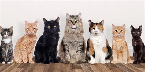 What Kind of Cat Are You? Take this Quiz to Find Out