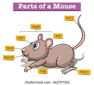 29 Rat Foot Path Images, Stock Photos & Vectors | Shutterstock