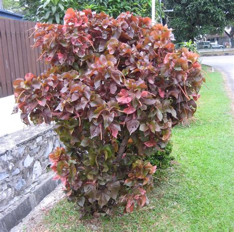 Plants & Flowers » Acalypha illustris