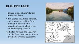 Kolleru lake aquaculture | PPT