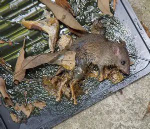 Rat Infestation: Signs Of Rats & Prevention | 24H Pest Pros