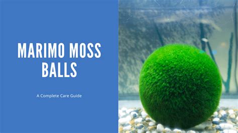 Marimo Moss Ball Aquarium - A Complete Guide - AquariumStoreDepot