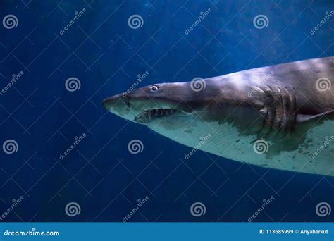 Shark with Scary Big Teeth Underwater Stock Image - Image of predator, scary: 113685999