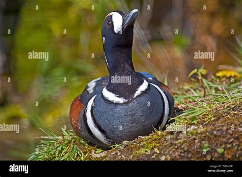 Male Harlequin Duck Stock Photo - Alamy