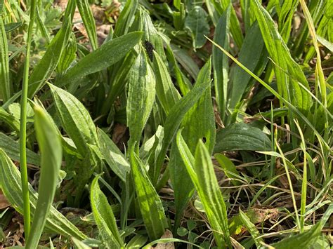 Plantain (Common Plantain and Ribwort) — Neantog Farm