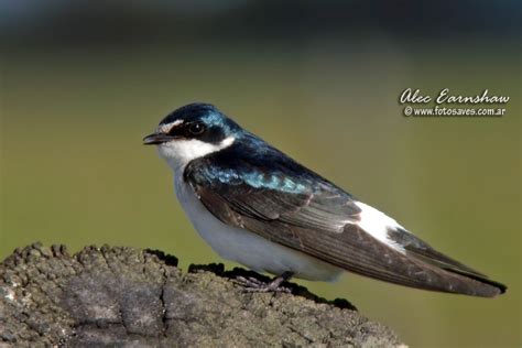 Photos of Swallows of Argentina / Fotos de Golondrinas (Hirundinidae ...