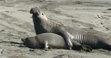 Thousands of Elephant Seals in Action on 6 Miles of Beach in California