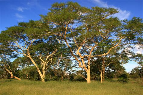 Fever tree - Fascinating Africa