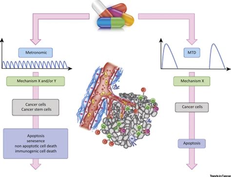 Metronomic Chemotherapy: Direct Targeting of Cancer Cells after all?: Trends in Cancer