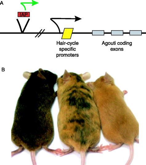 Epigenetic regulation in male germ cells in: Reproduction Volume 136 ...