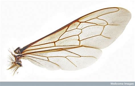 bee wing veins - Google Search | Bee wings, Bee art, Bee