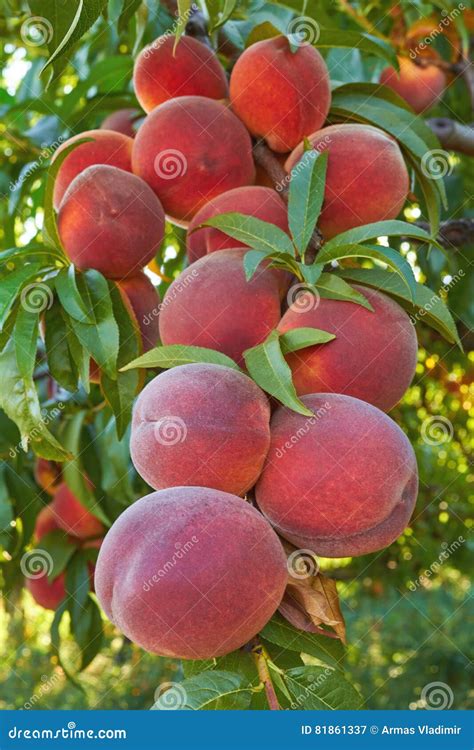 Peaches on tree stock image. Image of healthy, garden - 81861337