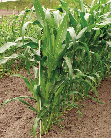 How to Grow Corn - FineGardening