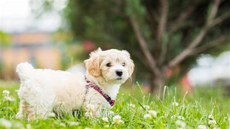 100+ Havanese Dog Names - The Dogman