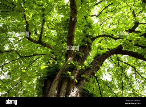 Old chestnut tree hi-res stock photography and images - Alamy