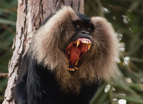 30 fascinating facts about primates