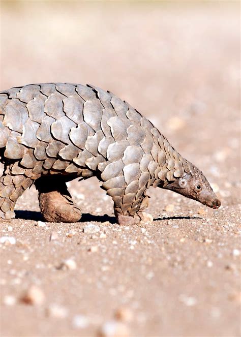 60 Pangolin Facts: Guide to All 8 Species (Sweet, Scaly, and Endangered ...