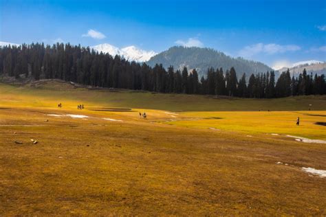 Doodhpathri in Kashmir | Things You Should Know Before A Visit To The "Valley Of Milk." - My ...