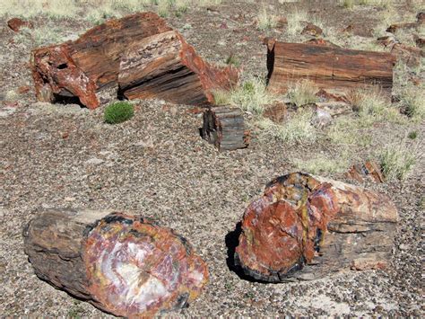 Petrified Forest National Park: Fossils, Petroglyphs and the Painted ...