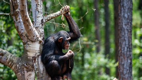 A Chimp Sanctuary With a New Urgency to Give Shelter - The New York Times