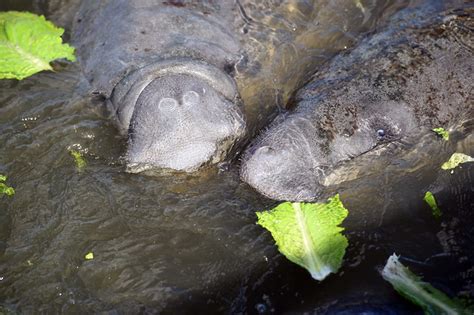 MANATEE FEEDING - a photo on Flickriver