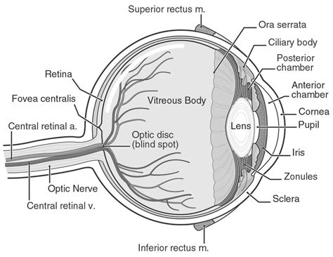 Draw a labelled diagram of human eye labelling the following parts- 1 cornea 2 iris 3 eye lens 4 ...