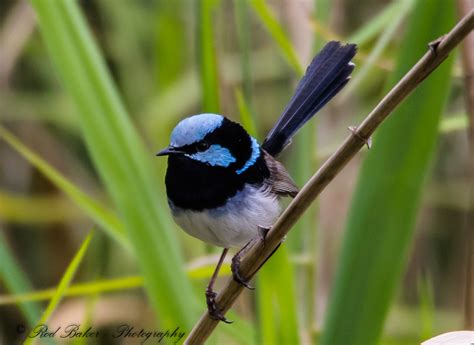 Superb Fairy-wren on Behance