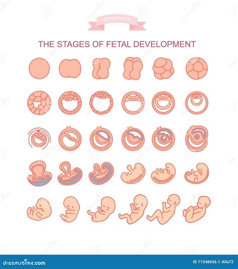 Fetal Stages. Stage Growth Embryo, Process Fetus Development 1 9 Months Pregnancy Week Develop ...