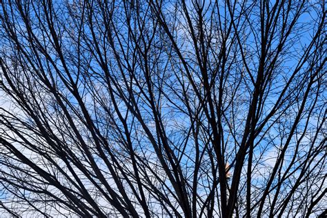 Barren Trees Free Stock Photo - Public Domain Pictures