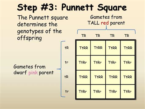 Punnett Square Of Dihybrid Cross Determining Genotypes And Phenotypes ...