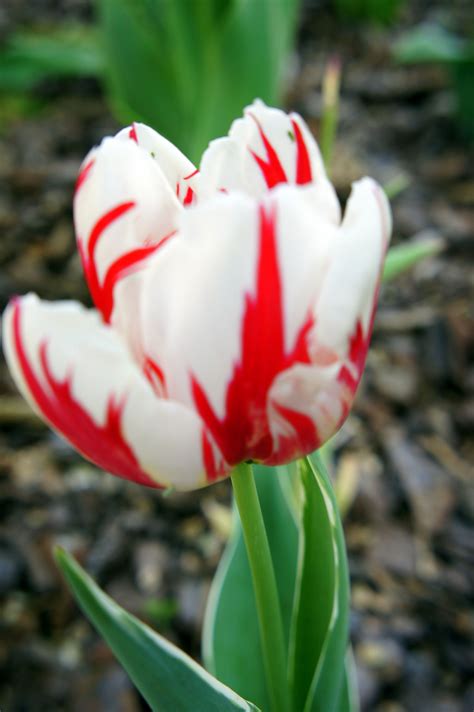 Red and White Tulip | White tulips, All flowers, Red and white