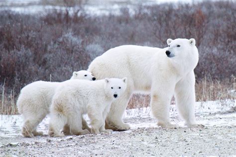 Zoos Support Polar Bear Conservation Research in the Wild - Guest Blog ...