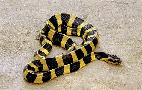 9 of the World’s Deadliest Snakes | Britannica