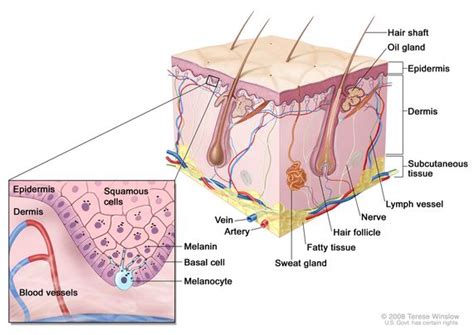 The Layer of Skin Containing Melanin Is Called the