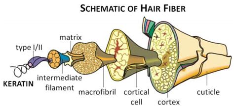 AskApHogee: What is Keratin? Why should I use it in my hair? – Aphogee ...