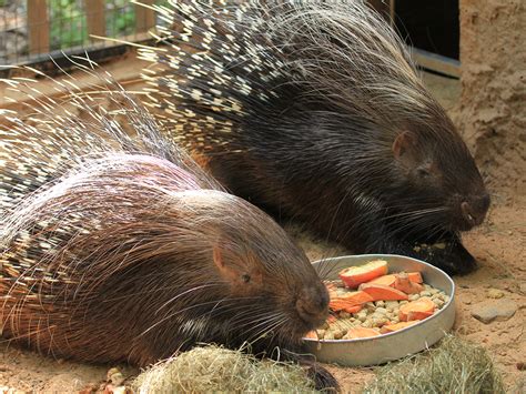 African Crested Porcupine | Alexandria Zoo