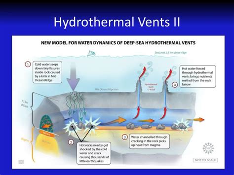 PPT - Hydrothermal Vents I: Chemoautotrophs PowerPoint Presentation - ID:1539616