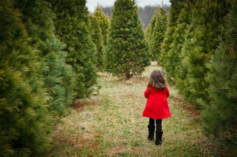 Cutting Down Your Own Christmas Tree in the Pittsburgh Area - Popular ...