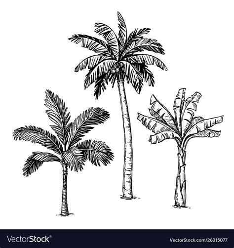 Ink sketch palm trees Royalty Free Vector Image | Palm tree art, Palm ...