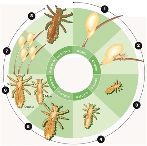 Head Lice Life Cycle