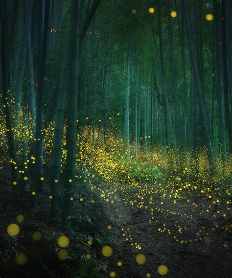 daniel kordan captures an enchanted japanese forest lit by fireflies