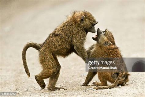 84 Baboons Fighting Stock Photos, High-Res Pictures, and Images - Getty ...