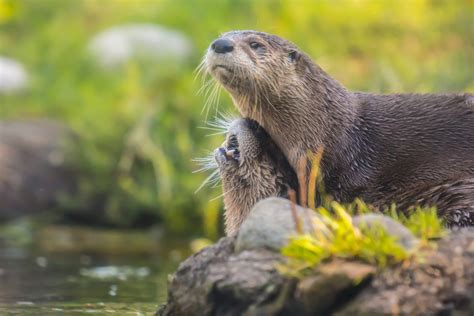 River Otter (Lontra canadensis) - The Lazy Naturalist - Sarasota, Florida