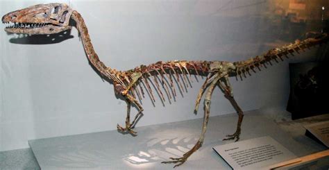 Coelophysis Dinosaur Facts, Pictures & In-Depth Information