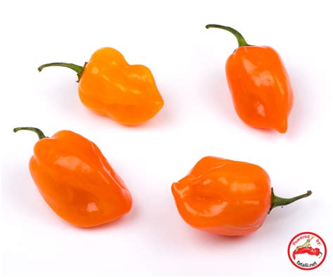 Habanero, Orange » Fatalii Seeds