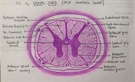 Spinal Cord Cross Section Histology | Images and Photos finder