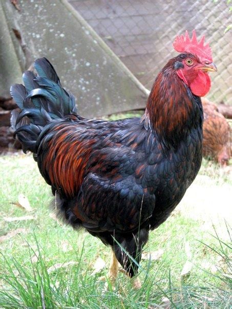 Barnevelder Rooster | Chickens - the girls | Pinterest